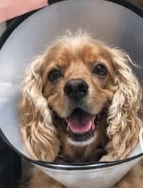 Aika con cono veterinario, sonriendo