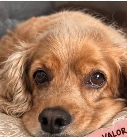 Aika, una cocker spaniel dorada, recostada en un cojín